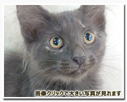 ノルウェージャンフォレストキャット