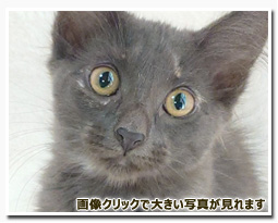 ノルウェージャンフォレストキャット