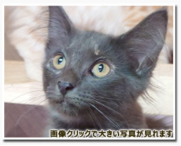 ノルウェージャンフォレストキャット