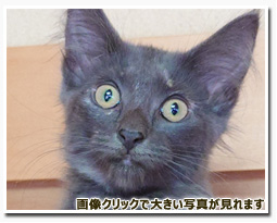 ノルウェージャンフォレストキャット