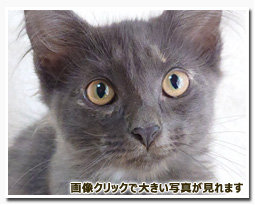 ノルウェージャンフォレストキャット