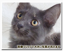 ノルウェージャンフォレストキャット