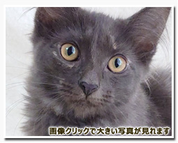 ノルウェージャンフォレストキャット