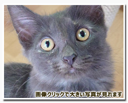 ノルウェージャンフォレストキャット