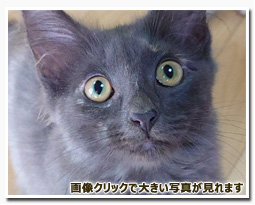 ノルウェージャンフォレストキャット