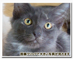 ノルウェージャンフォレストキャット