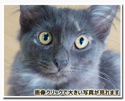 ノルウェージャンフォレストキャット