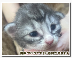 ノルウェージャンフォレストキャット