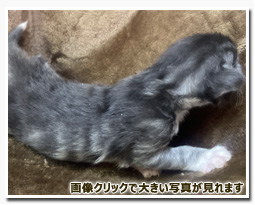 ノルウェージャンフォレストキャット