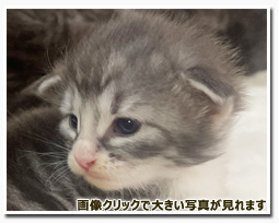 ノルウェージャンフォレストキャット