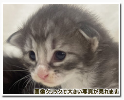 ノルウェージャンフォレストキャット