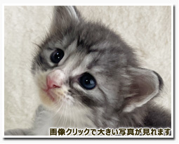 ノルウェージャンフォレストキャット