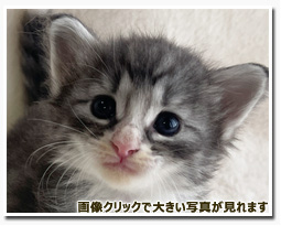 ノルウェージャンフォレストキャット