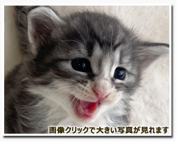 ノルウェージャンフォレストキャット