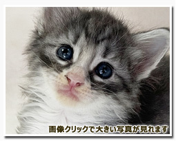 ノルウェージャンフォレストキャット