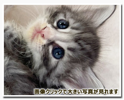 ノルウェージャンフォレストキャット