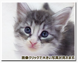 ノルウェージャンフォレストキャット