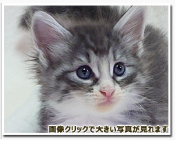 ノルウェージャンフォレストキャット