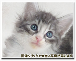 ノルウェージャンフォレストキャット