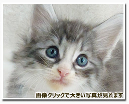 ノルウェージャンフォレストキャット