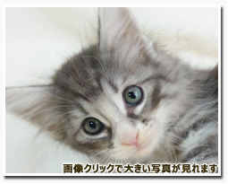 ノルウェージャンフォレストキャット