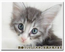 ノルウェージャンフォレストキャット