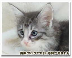 ノルウェージャンフォレストキャット