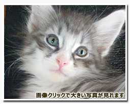 ノルウェージャンフォレストキャット