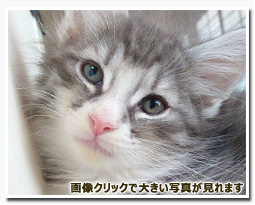 ノルウェージャンフォレストキャット