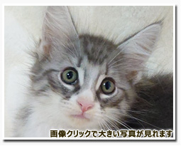 ノルウェージャンフォレストキャット