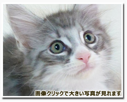 ノルウェージャンフォレストキャット