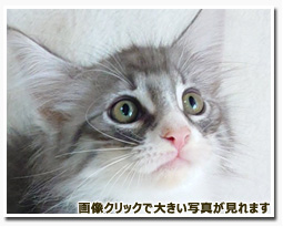 ノルウェージャンフォレストキャット