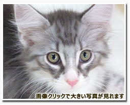 ノルウェージャンフォレストキャット