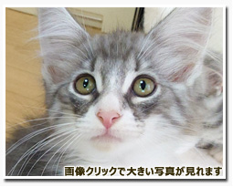 ノルウェージャンフォレストキャット