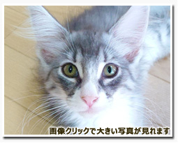 ノルウェージャンフォレストキャット