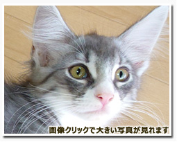 ノルウェージャンフォレストキャット