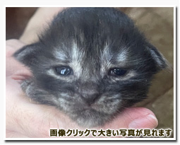 ノルウェージャンフォレストキャット