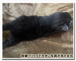 ノルウェージャンフォレストキャット