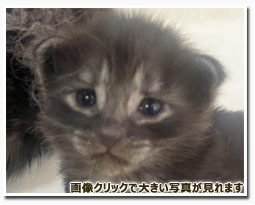 ノルウェージャンフォレストキャット