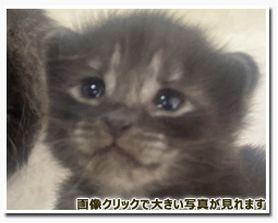 ノルウェージャンフォレストキャット