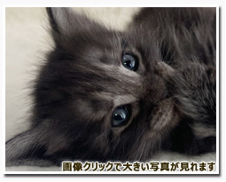 ノルウェージャンフォレストキャット