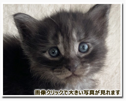 ノルウェージャンフォレストキャット