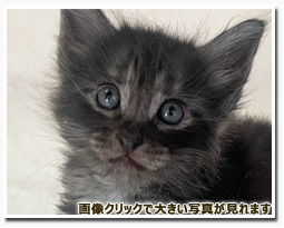 ノルウェージャンフォレストキャット