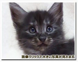 ノルウェージャンフォレストキャット