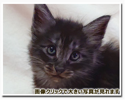 ノルウェージャンフォレストキャット