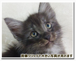 ノルウェージャンフォレストキャット