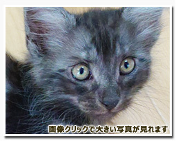 ノルウェージャンフォレストキャット