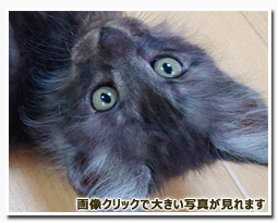 ノルウェージャンフォレストキャット