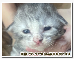 ノルウェージャンフォレストキャット