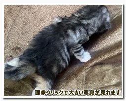 ノルウェージャンフォレストキャット